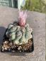 Preview: Thelocactus hexaedrophorus